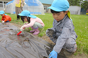 野菜の種苗植え