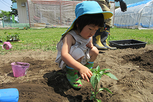 野菜の種苗植え