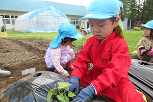 野菜の種苗植え